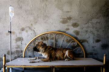 منتخب عکس‌های برگزیده جشنواره بیطار ۱۳۹۶