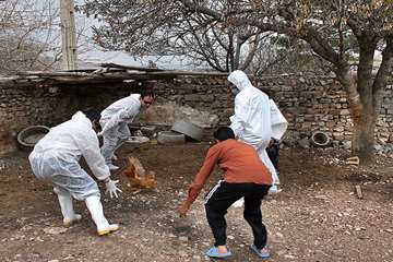 منتخب عکس‌های برگزیده جشنواره بیطار ۱۳۹۶