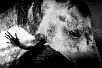 منتخب عکس‌های برگزیده جشنواره بیطار ۱۳۹۶