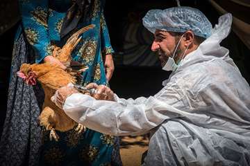 منتخب عکس‌های برگزیده جشنواره بیطار ۱۳۹۶