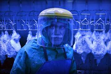 منتخب عکس‌های برگزیده جشنواره بیطار ۱۳۹۶