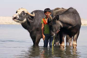 منتخب عکس‌های برگزیده جشنواره بیطار ۱۳۹۶