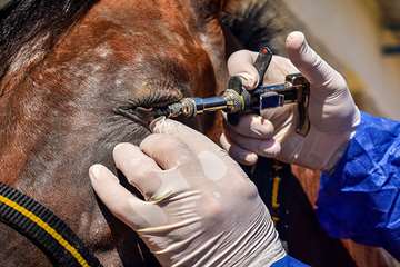 منتخب عکس‌های برگزیده جشنواره بیطار ۱۳۹۶