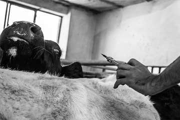 منتخب عکس‌های برگزیده جشنواره بیطار ۱۳۹۶