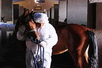 منتخب عکس‌های برگزیده جشنواره بیطار ۱۳۹۶