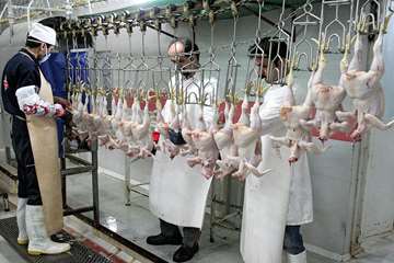 منتخب عکس‌های برگزیده جشنواره بیطار ۱۳۹۶