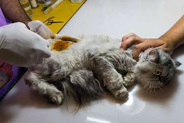 منتخب عکس‌های برگزیده جشنواره بیطار ۱۳۹۶