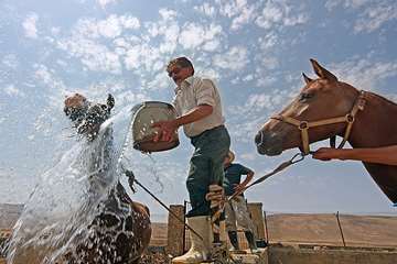 منتخب عکس‌های برگزیده جشنواره بیطار ۱۳۹۶