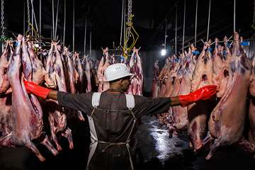 منتخب عکس‌های برگزیده جشنواره بیطار ۱۳۹۶