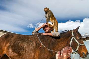 منتخب عکس‌های برگزیده جشنواره بیطار ۱۳۹۶