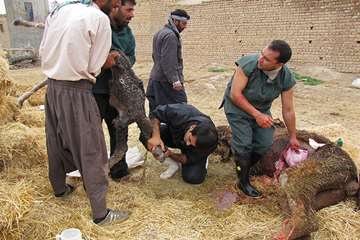 منتخب عکس‌های برگزیده جشنواره بیطار ۱۳۹۶