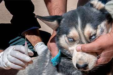 منتخب عکس‌های برگزیده جشنواره بیطار ۱۳۹۶
