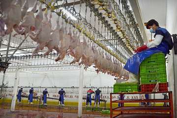 منتخب عکس‌های برگزیده جشنواره بیطار ۱۳۹۶