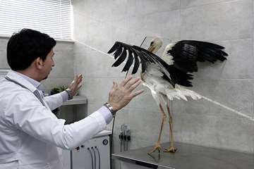 منتخب عکس‌های برگزیده جشنواره بیطار ۱۳۹۶