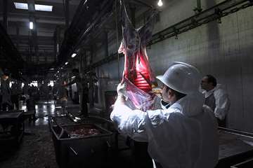 منتخب عکس‌های برگزیده جشنواره بیطار ۱۳۹۶