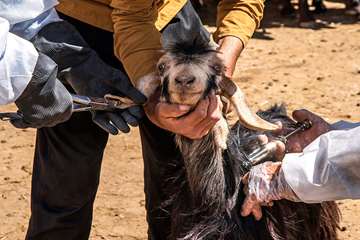 منتخب عکس‌های برگزیده جشنواره بیطار ۱۳۹۶