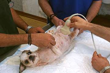 منتخب عکس‌های برگزیده جشنواره بیطار ۱۳۹۶