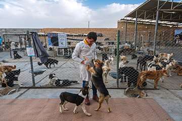 منتخب عکس‌های برگزیده جشنواره بیطار ۱۳۹۶