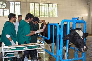 منتخب عکس‌های برگزیده جشنواره بیطار ۱۳۹۶