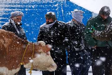 منتخب عکس‌های برگزیده جشنواره بیطار ۱۳۹۶