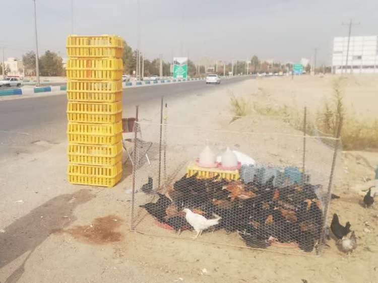 برخورد با فروش غیرمجاز طیور دوره‌گرد؛ گامی مهم در صیانت از بهداشت جامعه