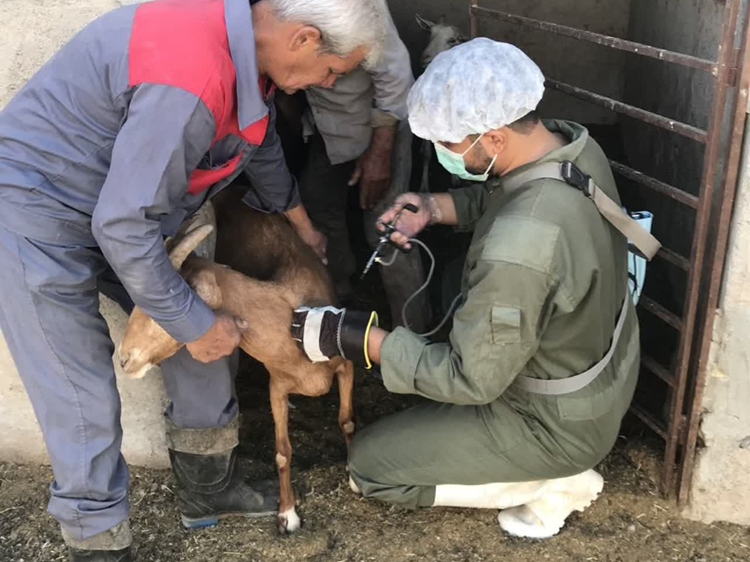 تب برفکی؛ تهدید جدی برای دام‌های روستایی شهرستان میبد