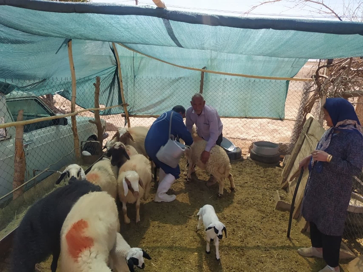 اردوی جهادی دامپزشکی به مناسبت هفته دفاع مقدس در شهرستان خاتم برگزار شد.